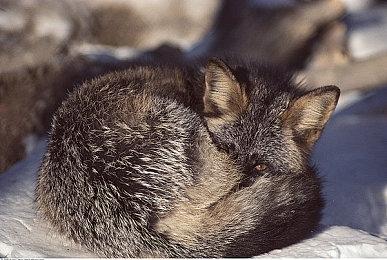 动视封禁超过6.5万名《战区》和《MW3》作弊者